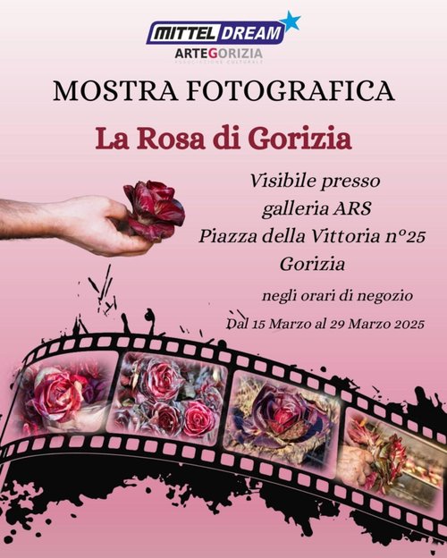 rosa
